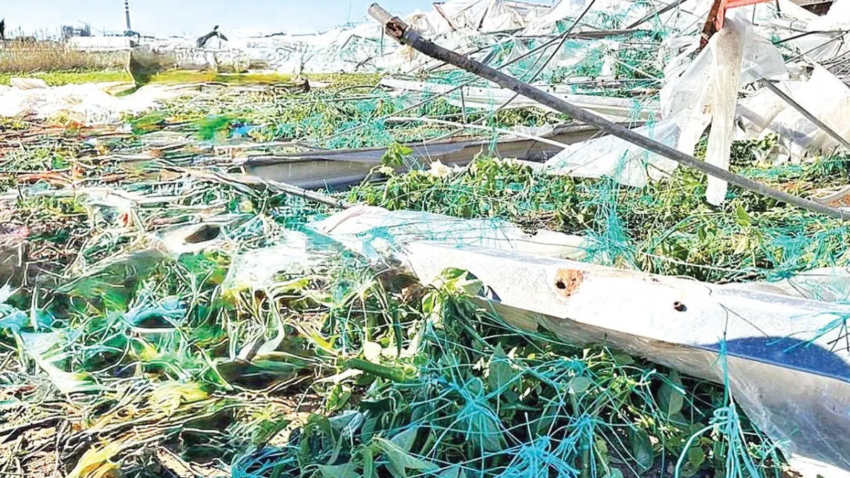 Mersin’de iklim krizi tarımı vurdu