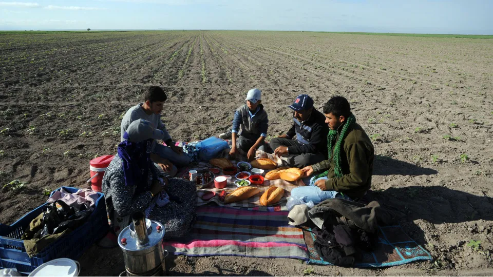 TÜİK: Mevsimlik tarım işçilerinin ücreti 2025'te yüzde 37,8 arttı