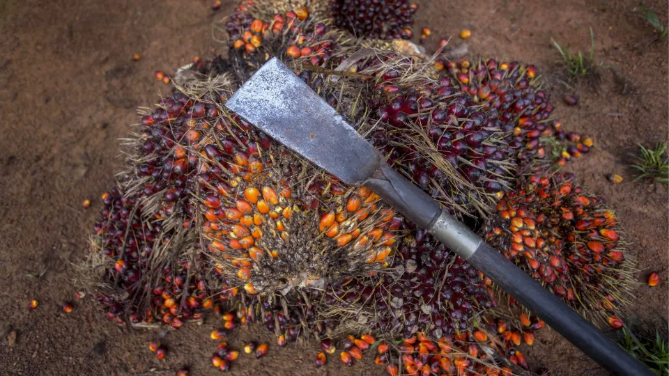 Palm yağında yükseliş sürüyor