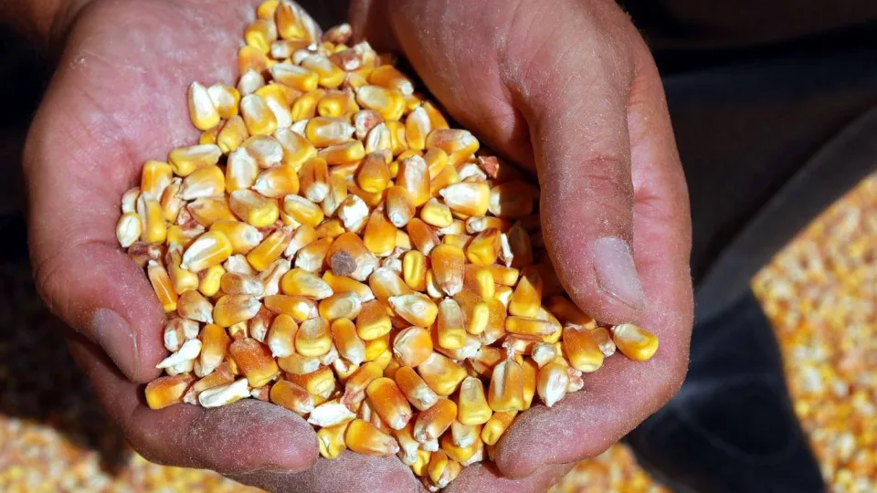 Mısır fiyatları iki haftanın zirvesinde