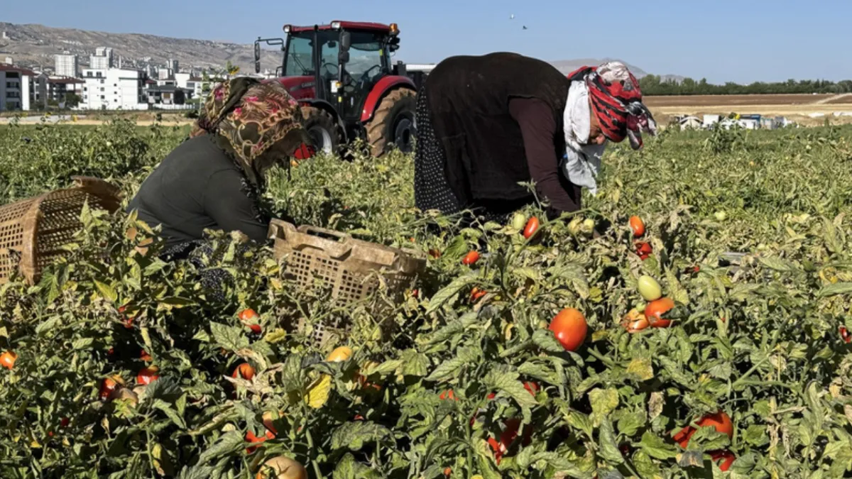 Tarlada çürüyordu, şimdi değeri katlandı: Sapı paraya dönüştü