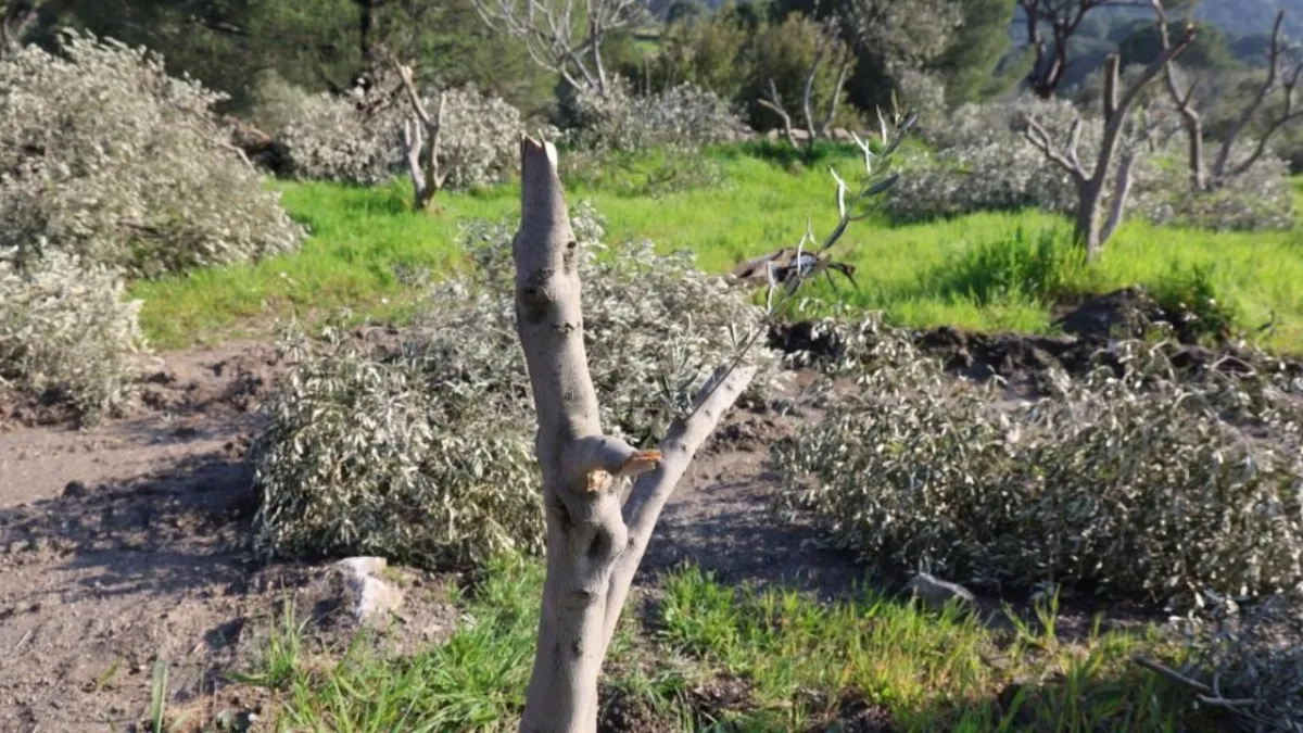Gece yarısı yüzlerce incir ve zeytin ağacı katledildi: Milyonluk zarar...
