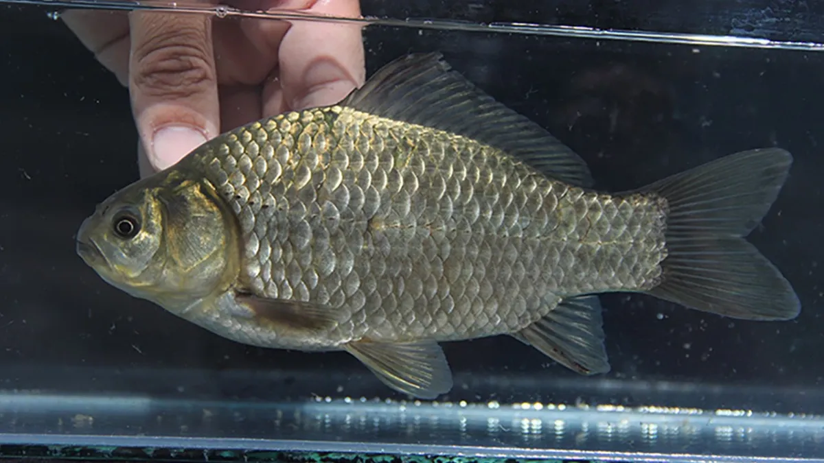 50 yılda yüzde 81 yok oluş