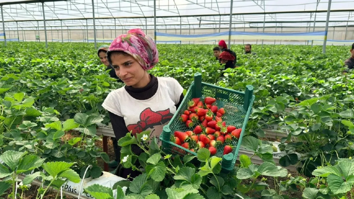 Almanya’dan öğrendi, Antalya’da başardı! Hedef: 100 ton çilek