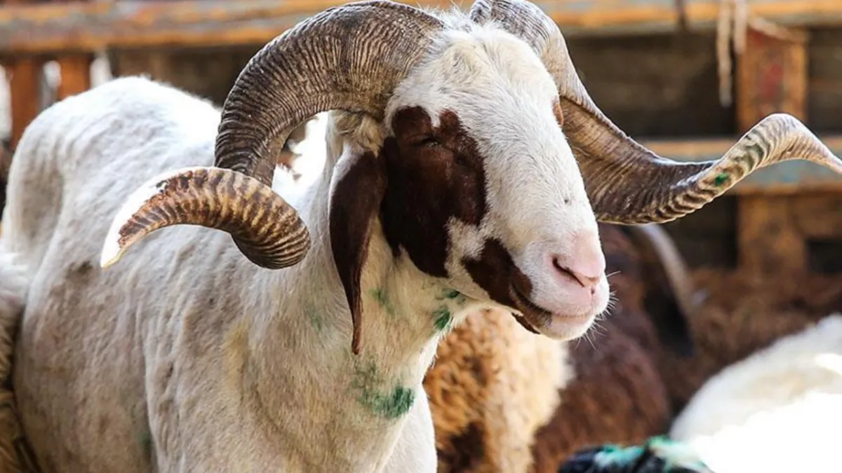 2026 kurbanlık fiyatları ne kadar? Büyükbaş, küçükbaş kurban fiyatları kaç lira?