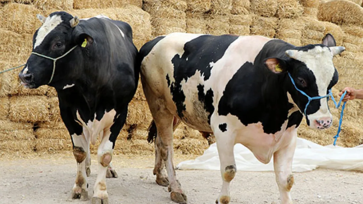 KURBANLIKLAR NE KADAR? 2026 büyükbaş, küçükbaş kurban fiyatları...