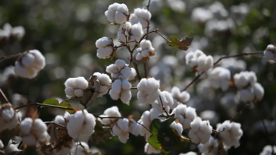 Pamukta iki yıl sonra bir ilk: Fonlar yeniden yükselişe oynuyor