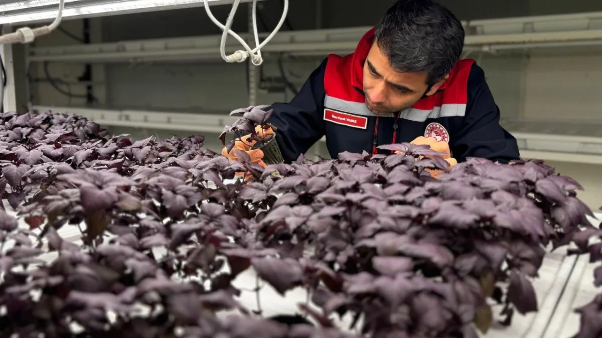 İstanbul’da yerin 30 metre altında çilek üretimi başlıyor