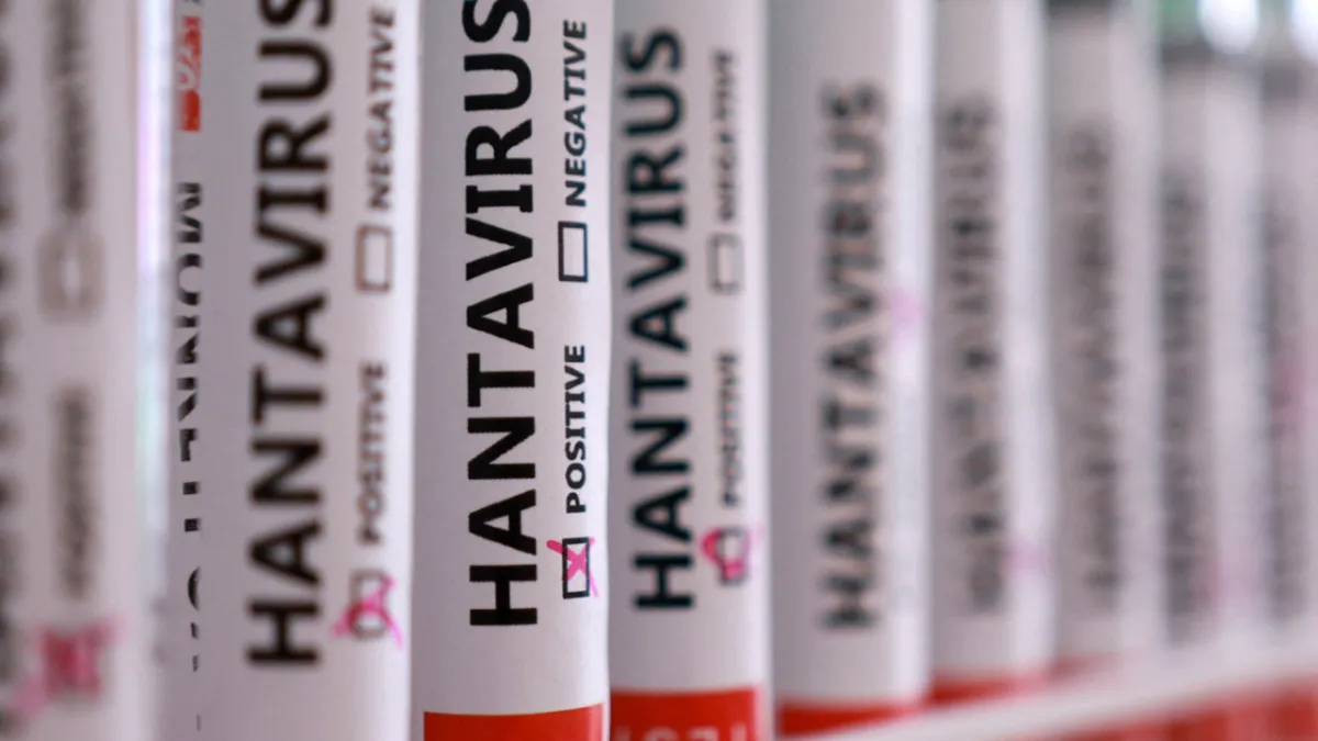 Hollanda'da hantavirüs alarmı büyüyor: Kan yanlış...