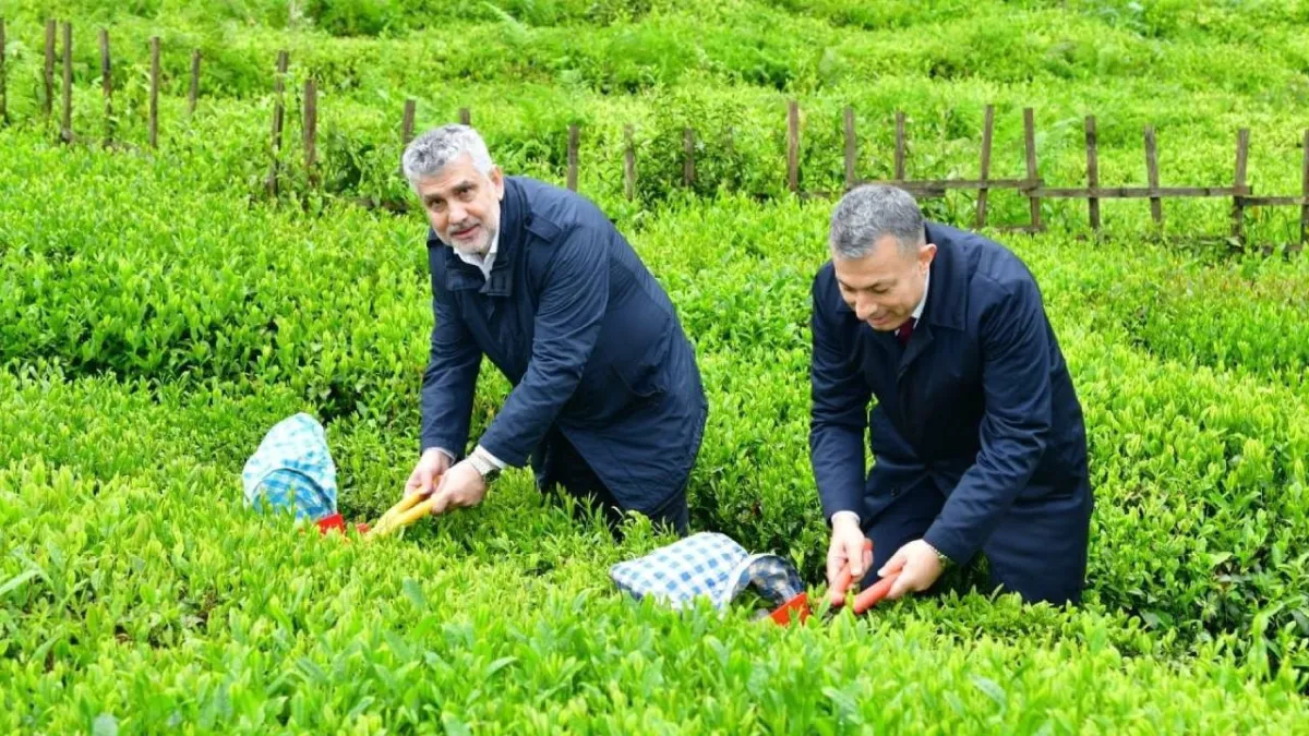 Trabzon'da yaş çay sezonu dualarla açıldı haber görseli
