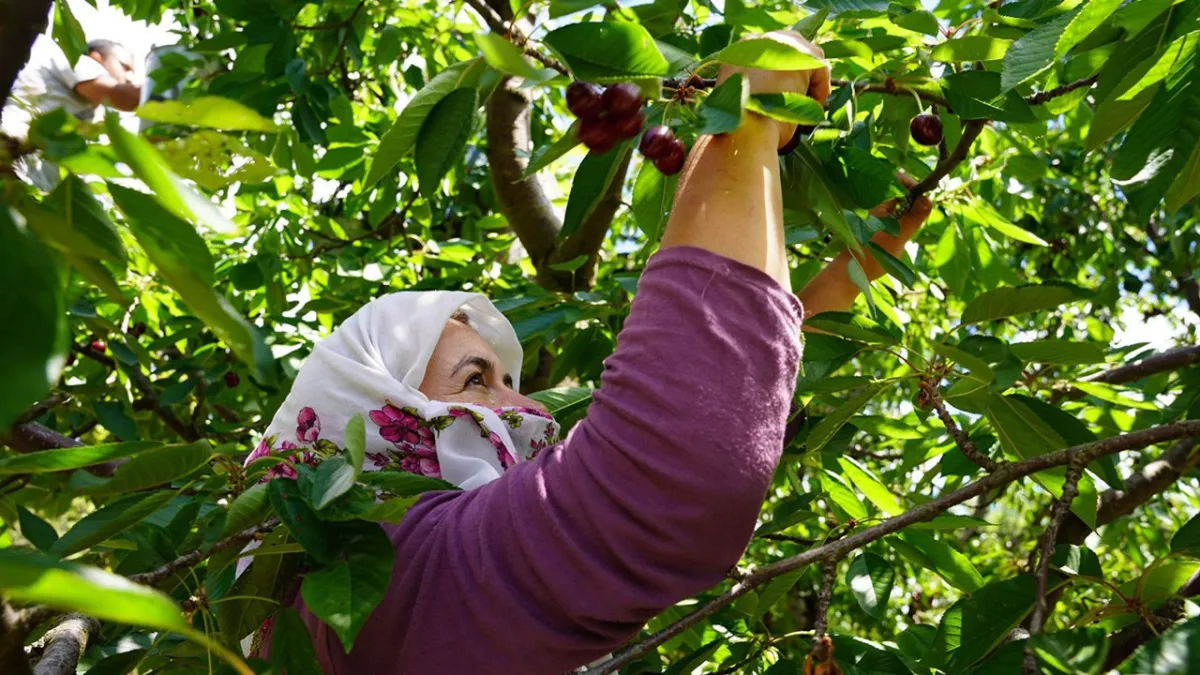Kirazda fiyat makası büyüdü: Tarlada 60, markette 200 TL