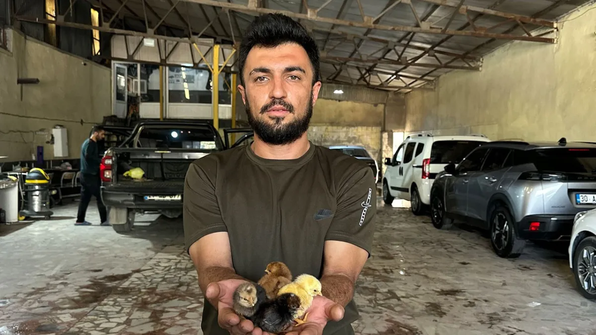 Belgeselden ilham aldı, oto yıkamacıda kuluçka makinesi geliştirdi
