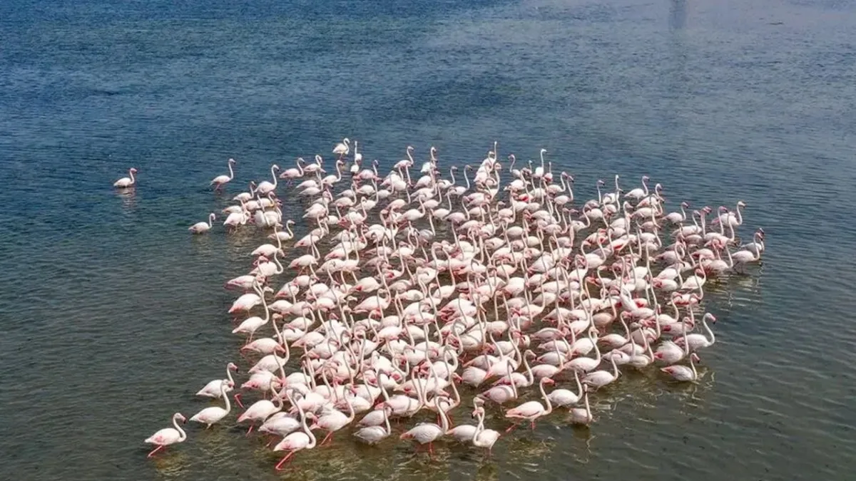 Tuz Gölü'nde flamingo sevinci: 5 yılın rekoru kırıldı