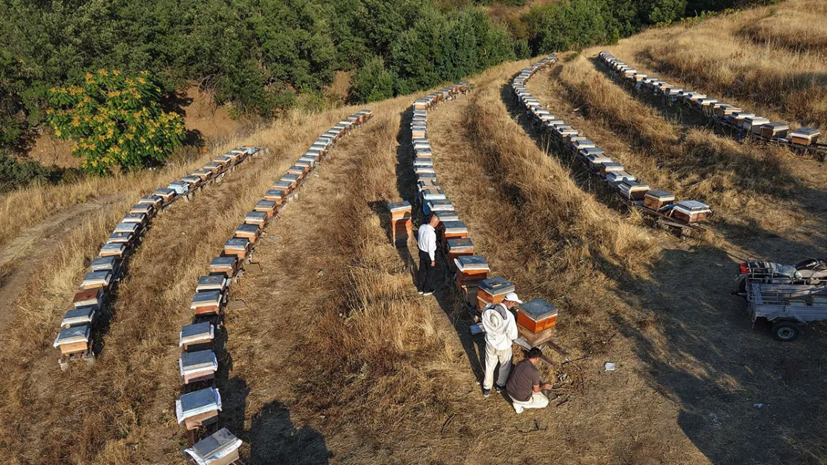 Kar ve yağmur bereket getirdi: Bal rekoltesi yüzde 20 arttı
