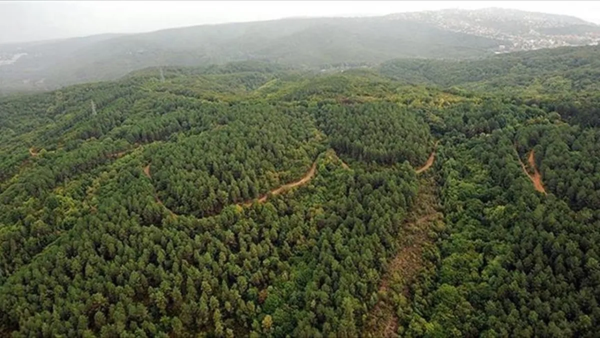 Orman alanları arsa vasfına geçirildi haberlerine DMM'den açıklama