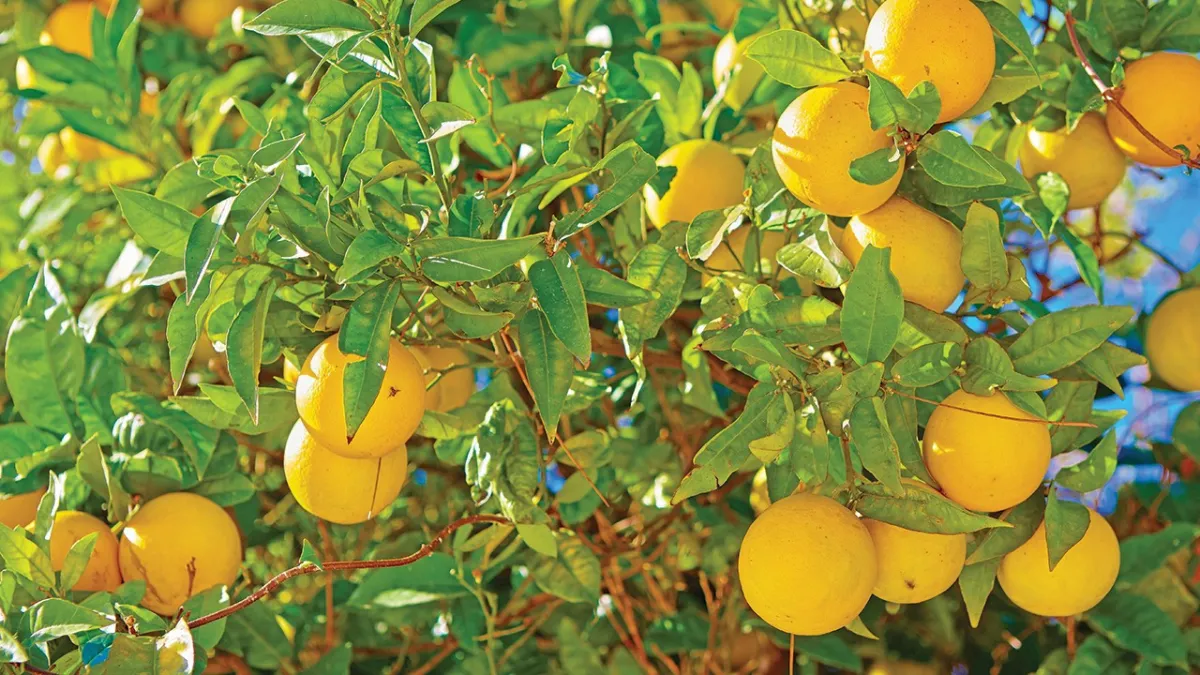 Rusya yolu kapanınca limon hasadı yavaşladı