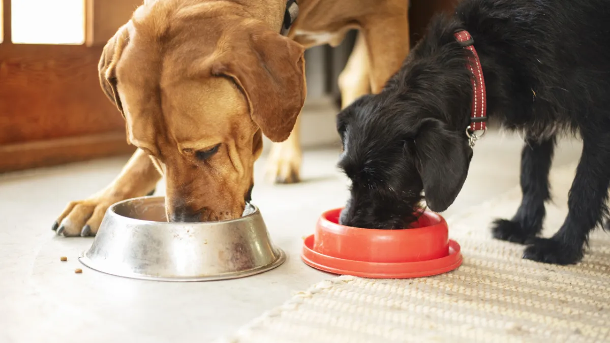 Almanya'da köpek vergisi rekor seviyede: 2025'te 429 milyon euroyu aştı