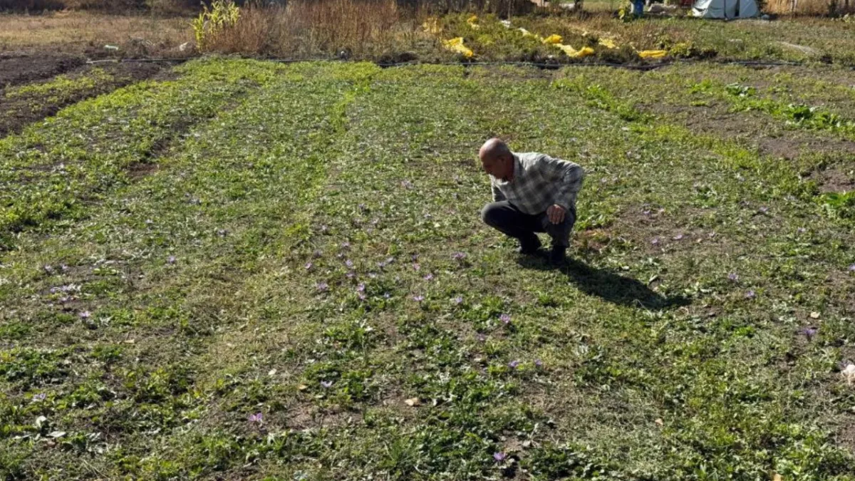 Esnaflığı bıraktı, dünyanın en pahalı baharatını yetiştirdi: Kilosu 1 milyon lira