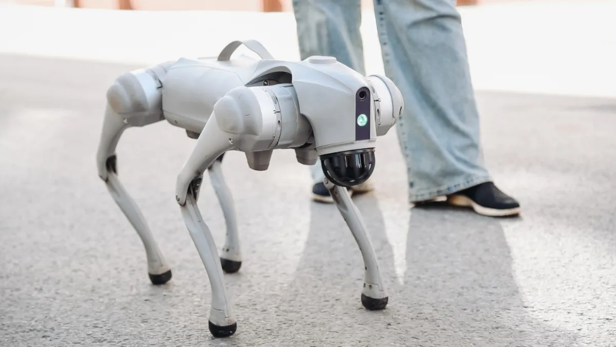 Robot köpekleri gezdirene saatlik 20 dolar: Aşırı ısınırsa sırtlayıp taşıyacaklar